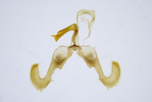 Dichrorampha petiverella